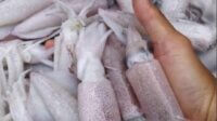 Cumi-cumi di Ciamis Cumi-cumi di Ciamis