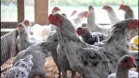 Peternak Ayam Sentul Ciamis Peternak Ayam Sentul Ciamis