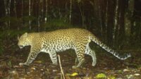 Macan Gunung Sawal Macan Gunung Sawal
