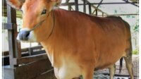 Hewan Ternak Genetic Jabar sapi pasundan hewan ternak genetic jabar