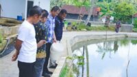 Budidaya Maggot Budidaya Maggot